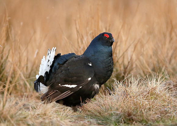 Black Grouse Tetrao tetrix
