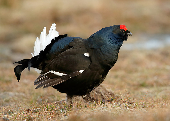Black Grouse Tetrao tetrix
