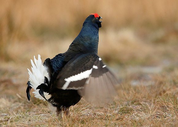Black Grouse Tetrao tetrix