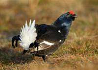 Black Grouse Tetrao tetrix