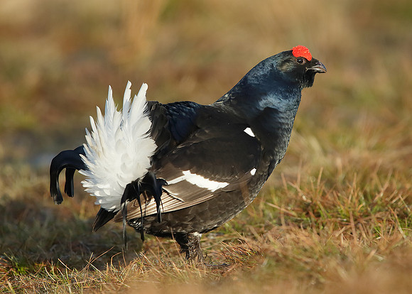 Black Grouse Tetrao tetrix