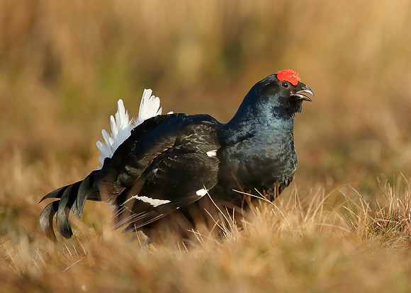 Black Grouse Tetrao tetrix