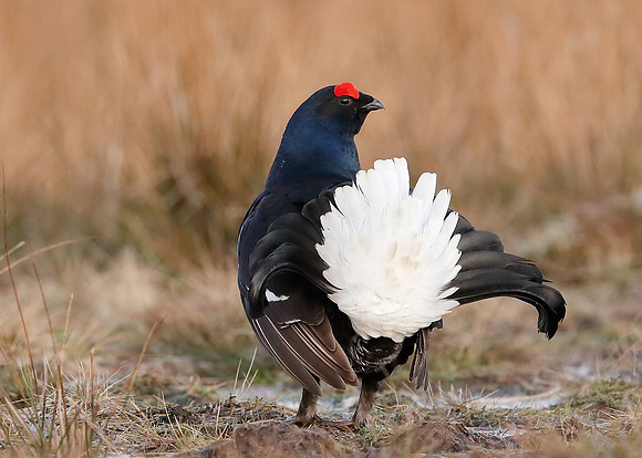 Black Grouse Tetrao tetrix