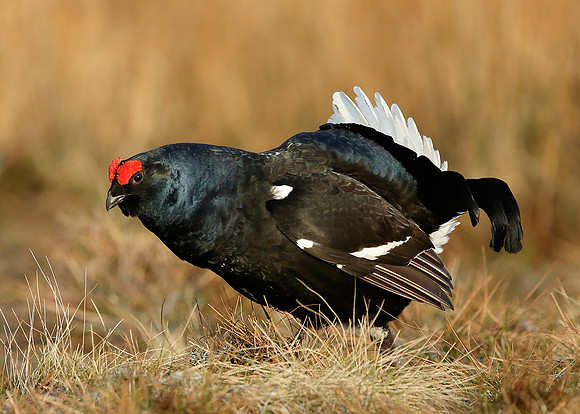 Black Grouse Tetrao tetrix