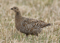 Black Grouse Tetrao tetrix
