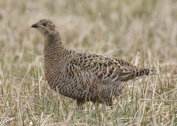 Black Grouse Tetrao tetrix