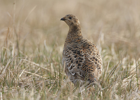 Black Grouse Tetrao tetrix