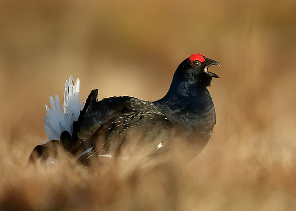 Black Grouse Tetrao tetrix