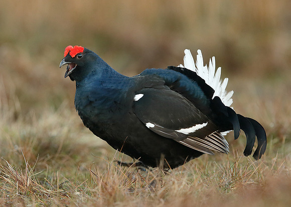 Black Grouse Tetrao tetrix