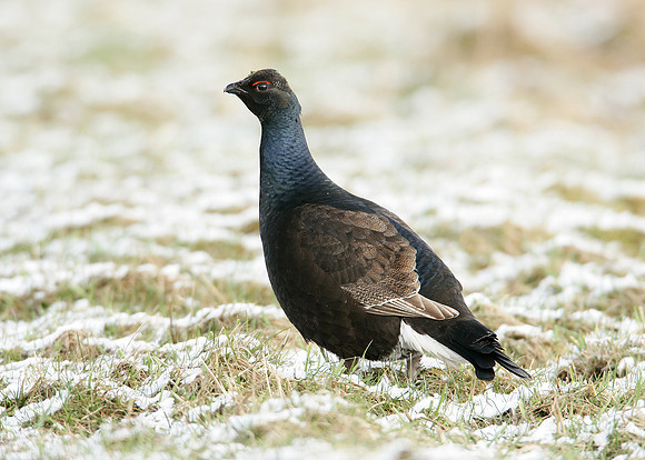Black Grouse Tetrao tetrix