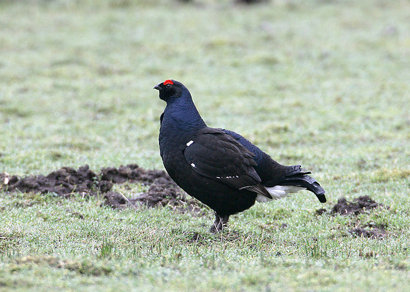 Black Grouse Tetrao tetrix