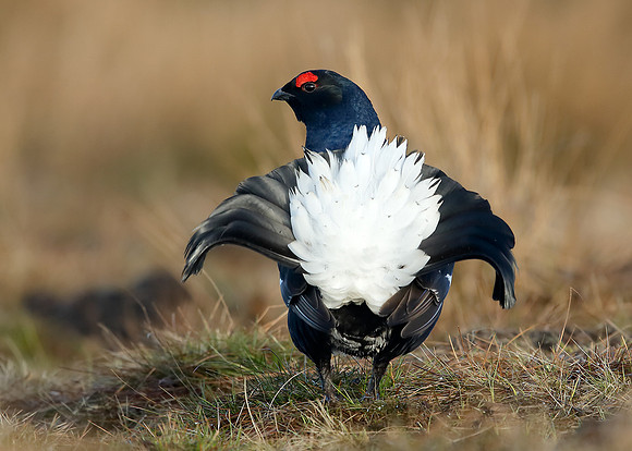 Black Grouse Tetrao tetrix