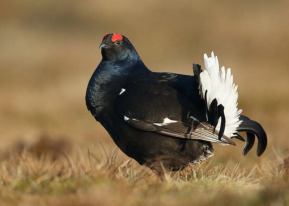Black Grouse Tetrao tetrix