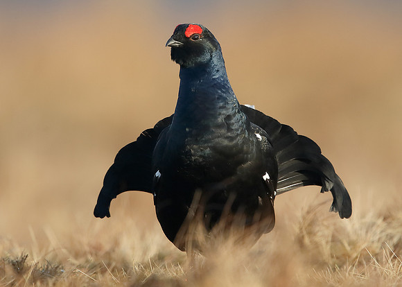 Black Grouse Tetrao tetrix