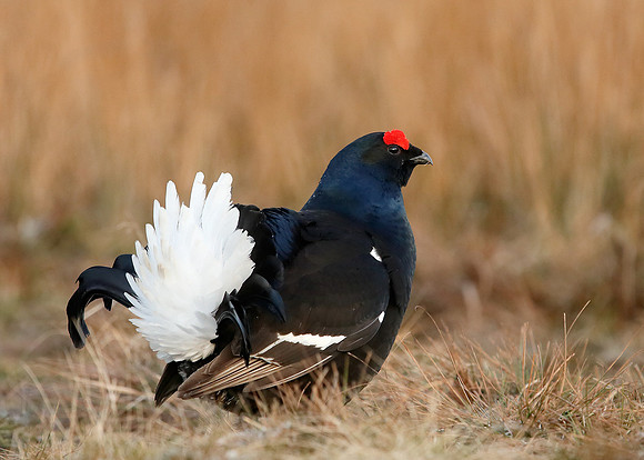 Black Grouse Tetrao tetrix