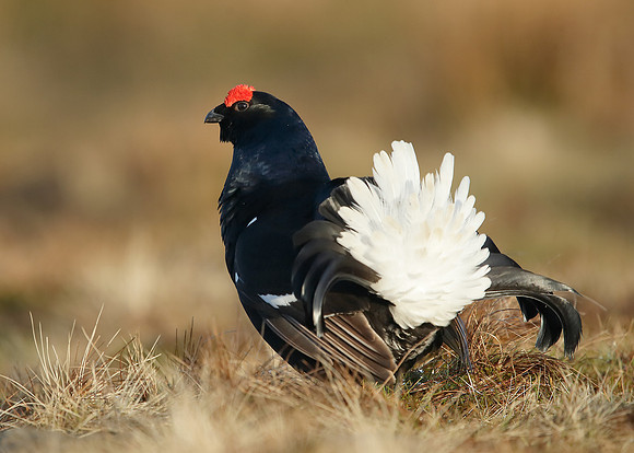 Black Grouse Tetrao tetrix