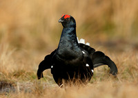 Black Grouse Tetrao tetrix