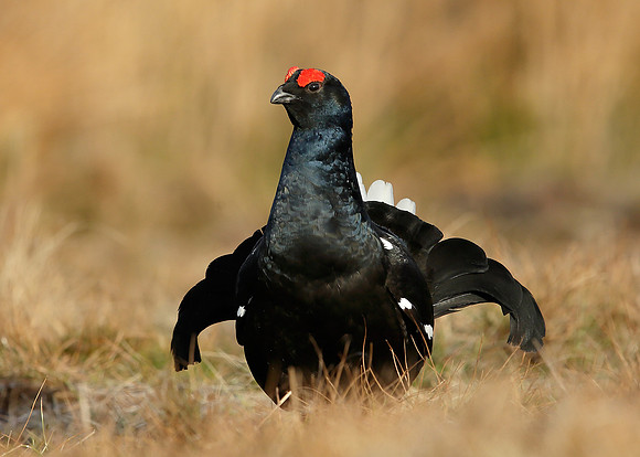Black Grouse Tetrao tetrix