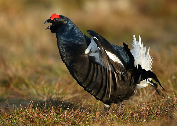 Black Grouse Tetrao tetrix