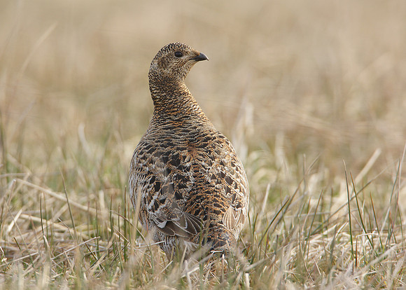 Black Grouse Tetrao tetrix