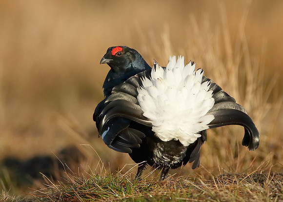 Black Grouse Tetrao tetrix