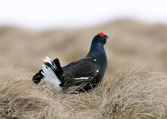 Black Grouse Tetrao tetrix