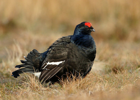 Black Grouse Tetrao tetrix