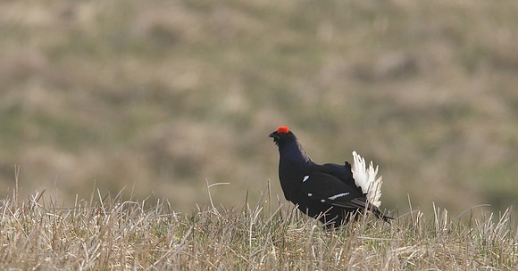 Black Grouse Tetrao tetrix