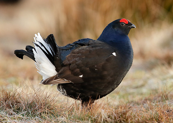 Black Grouse Tetrao tetrix