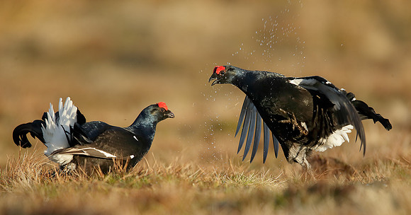 Black Grouse Tetrao tetrix