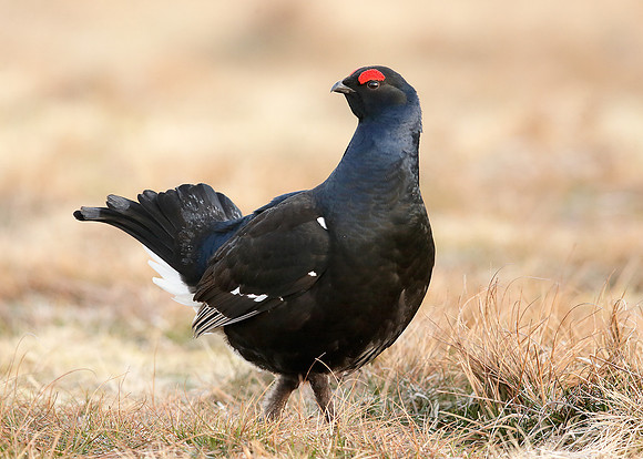 Black Grouse Tetrao tetrix