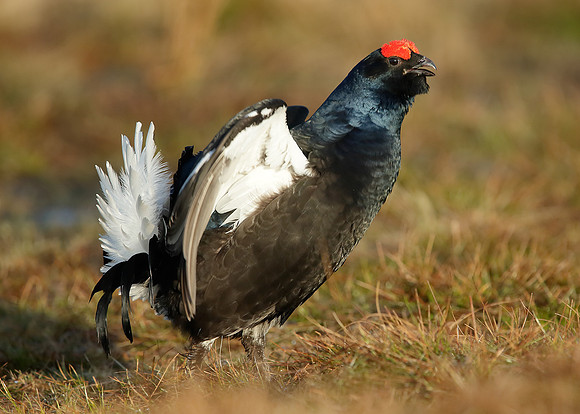 Black Grouse Tetrao tetrix
