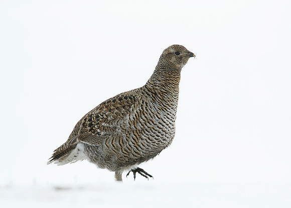 Black Grouse Tetrao tetrix