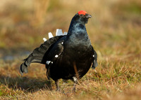 Black Grouse Tetrao tetrix