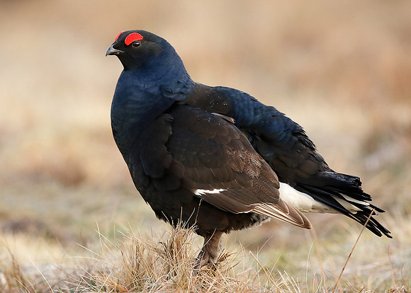 Black Grouse Tetrao tetrix