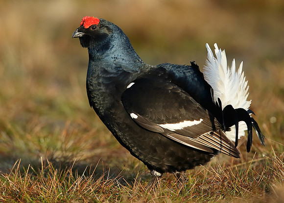 Black Grouse Tetrao tetrix