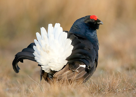 Black Grouse Tetrao tetrix