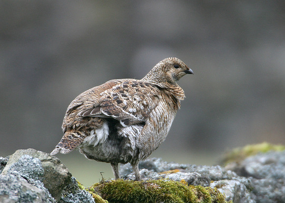 Black Grouse Tetrao tetrix