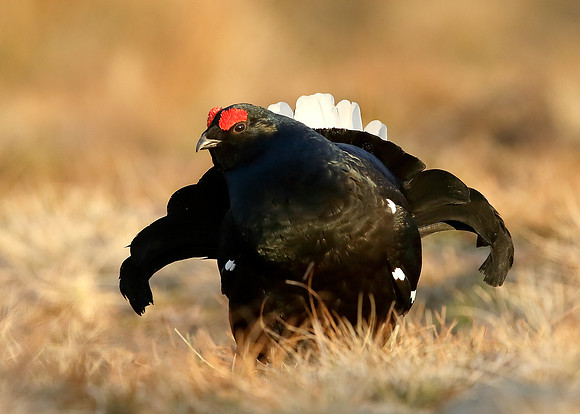 Black Grouse Tetrao tetrix