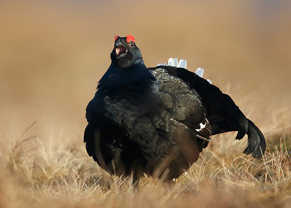Black Grouse Tetrao tetrix