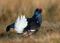 Black Grouse Tetrao tetrix