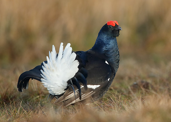 Black Grouse Tetrao tetrix