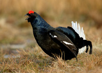 Black Grouse Tetrao tetrix