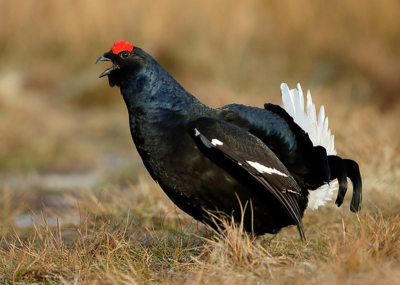 Black Grouse Tetrao tetrix