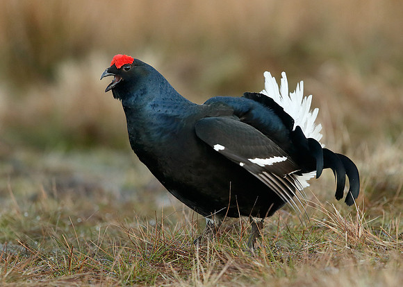 Black Grouse Tetrao tetrix