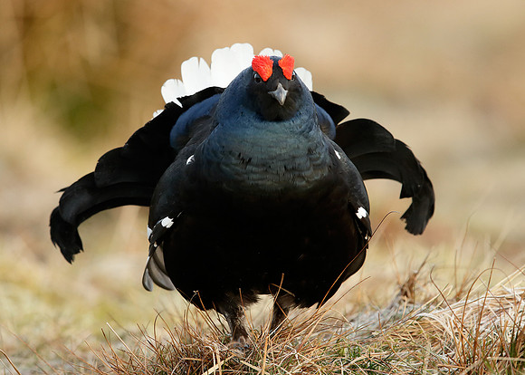 Black Grouse Tetrao tetrix