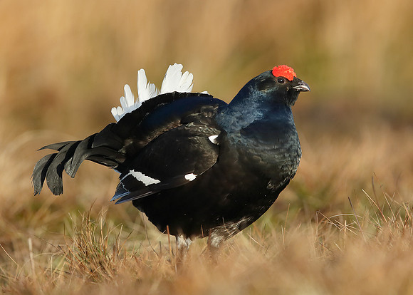 Black Grouse Tetrao tetrix