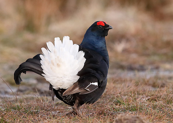 Black Grouse Tetrao tetrix