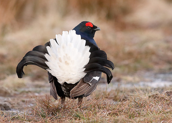 Black Grouse Tetrao tetrix