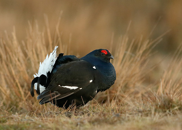 Black Grouse Tetrao tetrix